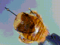 male specimen UCSB-IZC00012194 [14]