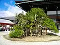 Ukon no Tachibana tree.