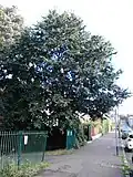 Same, late summer