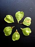 VADA samarae