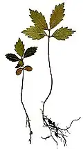 Seedlings