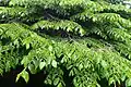 Spring foliage of 'Horizontalis'