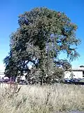 Wych elm, Edinburgh, October