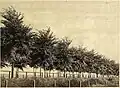 Späth's U. hollandica, "known as 'Pitteurs' in some nurseries" (1920).[13][14]