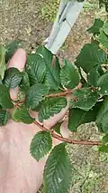 Leaves