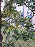 Foliage of same