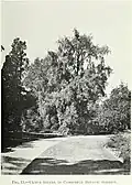 The Cambridge Botanic Garden 'Pendula', 1915[22]