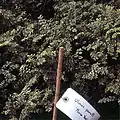 Young 'Geisha', labelled by its synonym