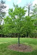 Young U. parvifolia in new leaf, May
