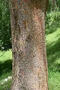 Bark of same