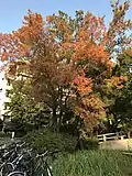 U. parvifolia autumn colouring, Japan