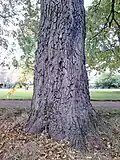 Bole