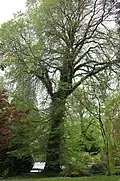 'Daveyi', Holne Park under Dartmoor (2017)
