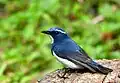 Ultramarine flycatcher