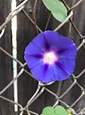 Violet-blue I. purpurea