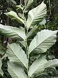 Underside of leaves, Thuringia, Germany (late June)