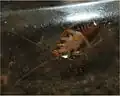 Underside of a darker colored nymph.