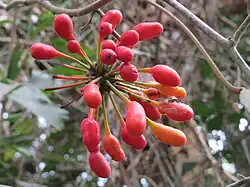 Fruits