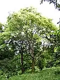 Tree at Stanmer Park Arboretum, Brighton