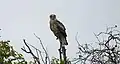 Short-toed snake eagle. Saswad, Pune, India.