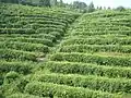 Jingu Tea Co's tea plantation in Xiqiuwan Township