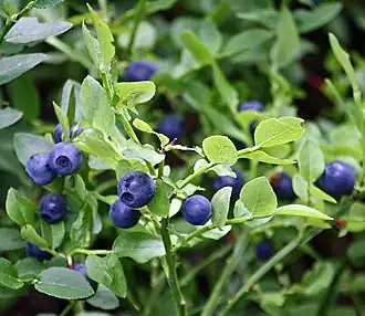 Fruits
