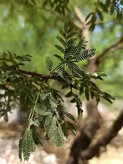 Leaves
