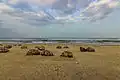 Veerampattinam beach with sea urchins