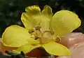 5 petals, 5 filaments, with kidney-shaped anthers and white hairs