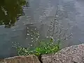 Plant growing chasmophytically out of waterside stone wall