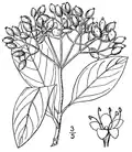 1913 Illustration[12]