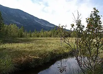 Vidalen
