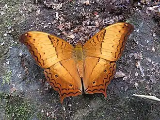 Dorsal view (male)