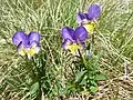 Bicolored Vosges violet at Kastelberg.