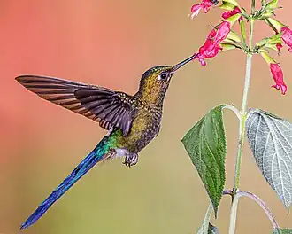 male feeding