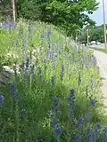 Colonizing the banks of a Montreal city highway