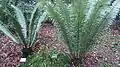 Leaves
