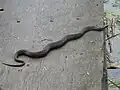 Mature northern watersnake sunning itself near Battersea, Ontario