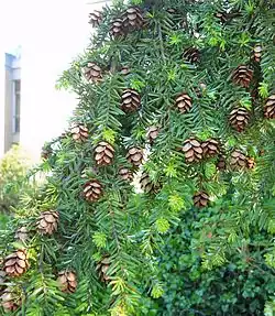 Mature cones (seeds released)