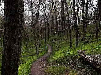 Woodland path