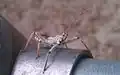 Older nymph walking atop a fence