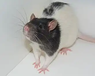 Macrovibrissae of a Lister hooded laboratory rat.