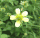 Geum canadense, white avens, Peninsula State Park