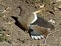 Bird with one wing partially extended