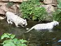 White tigers in the tiger reserve of Panna