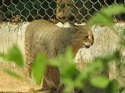 wild cat