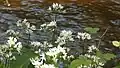 Wild garlic by the brook near Fedw Wood.