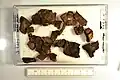 Wooden fragments associated with the 1967 find