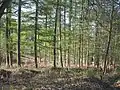 Woolmer Forest