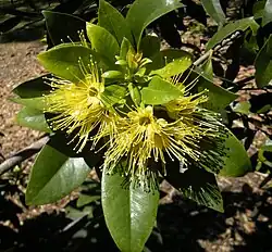 Xanthostemon chrysanthus